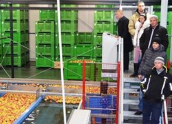 Відкалібровані плоди завантажують у контейнер